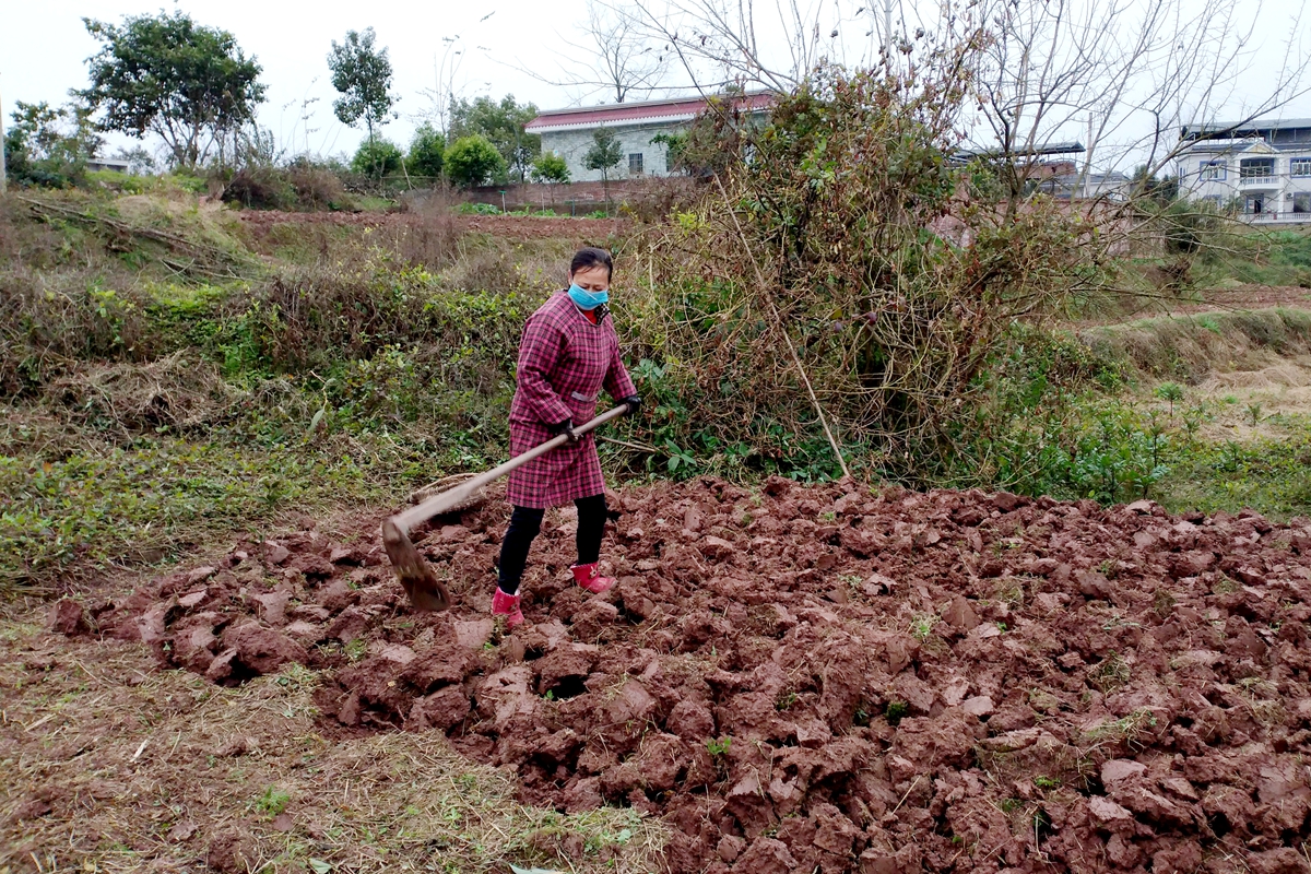 村民们戴着口罩在田间地头劳作 (2).jpg
