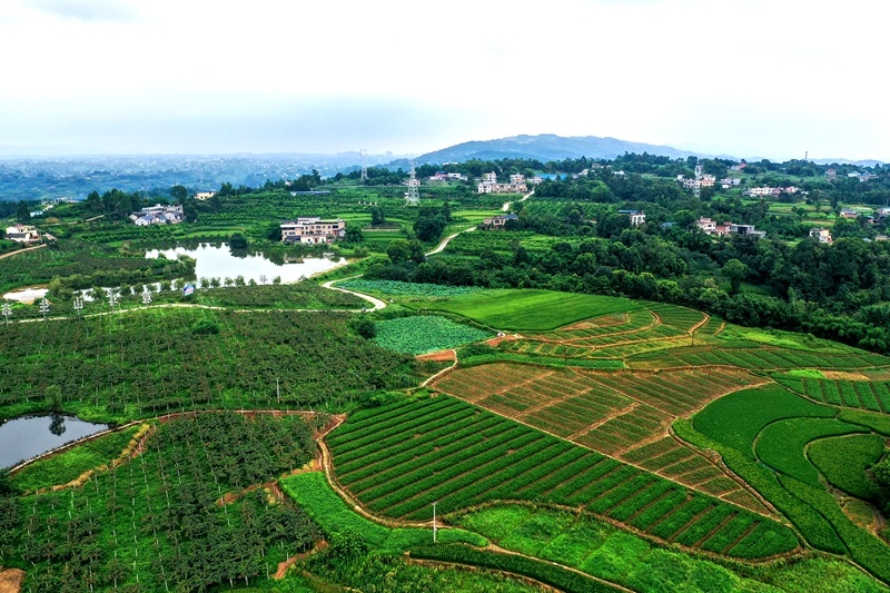 高效节水灌溉项目区新林村.jpg