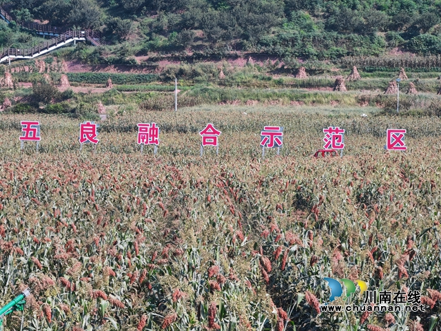 谭坝高粱（曾佐然摄）.jpg