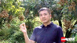 县委副书记、县长肖刚为泸县龙眼代言