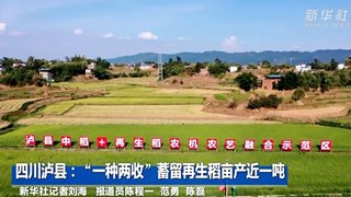 四川泸县：“一种两收”蓄留再生稻亩产近一吨