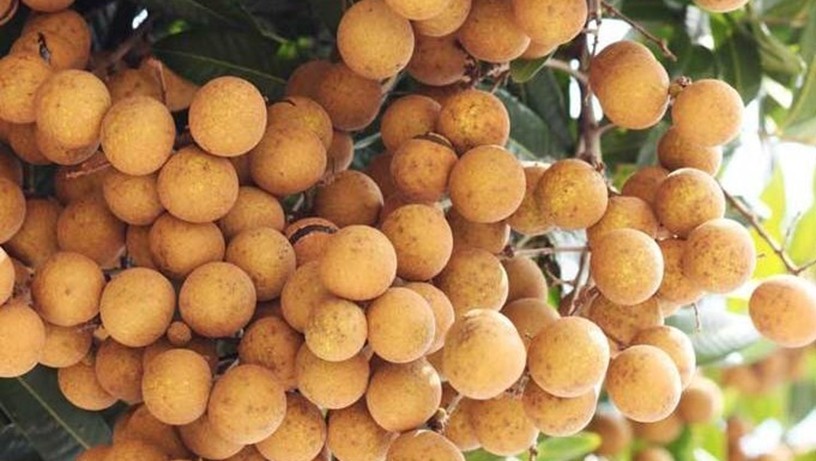 龙眼龙虾节丨9月12日上午11点，潮河分会场不见不散哟
