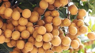 龙眼龙虾节丨9月12日上午11点，潮河分会场不见不散哟