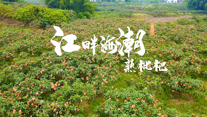 江畔海潮——熟枇杷