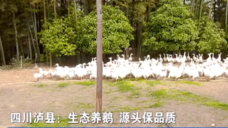 泸县：生态养鹅 源头保品质