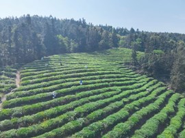 深山茶韵·秘境茶踪—一起来邂逅天兴的茶香秘境