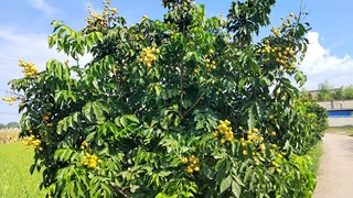 方洞镇：千年古果 结出致富甜