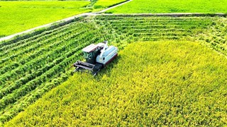 方洞镇：金秋谷熟遍地金 陈田丰收绘新篇